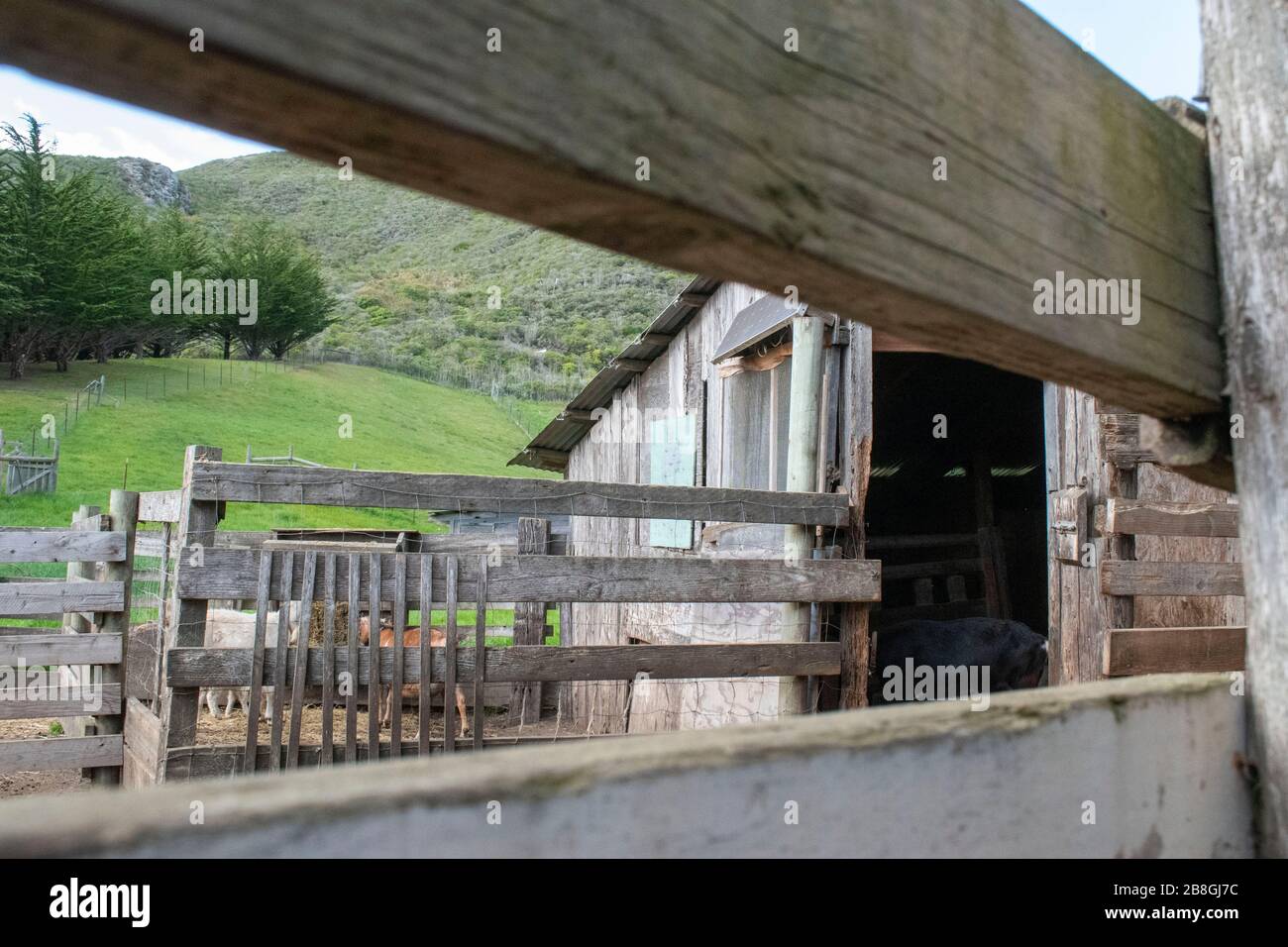Slide Ranch is an educational farm in Marin County, CA which houses