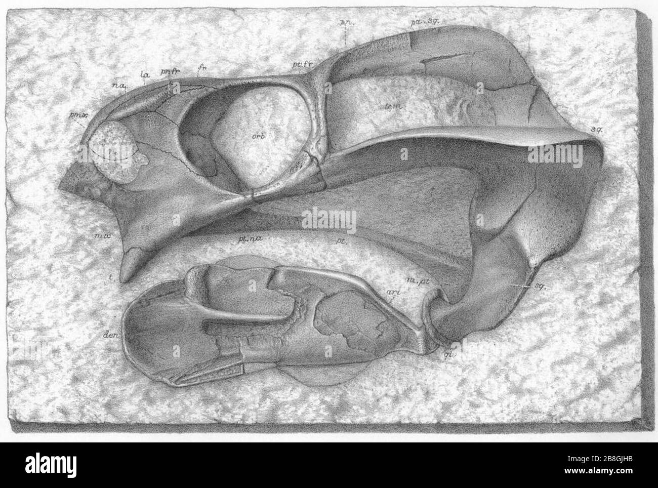 Gordonia traquairi skull Newton. Stock Photo