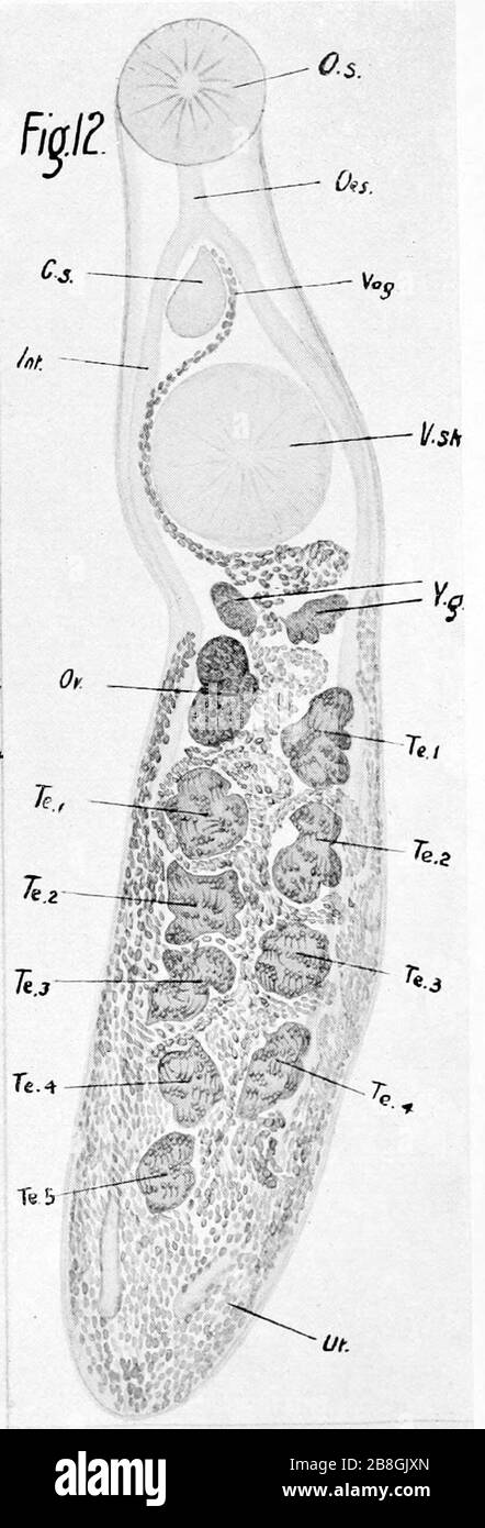 Gorgodera australiensis 1912. Stock Photo