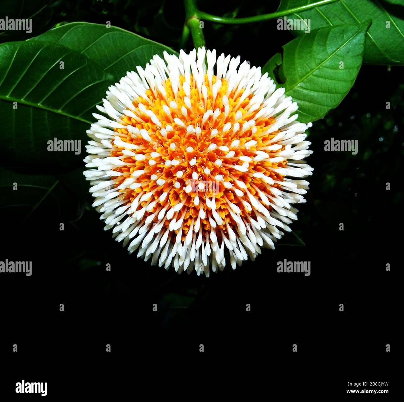 Kadam fruit benefits hires stock photography and images Alamy