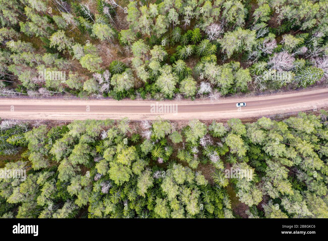 dirt road in the middle of the green forest. spring season landscape. birds eyes view Stock Photo