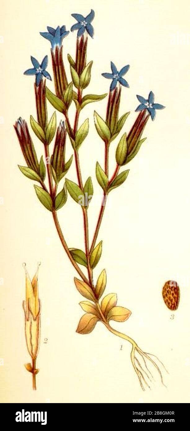 Goryczka śniegowa (Gentiana nivalis), ubt. Stock Photo