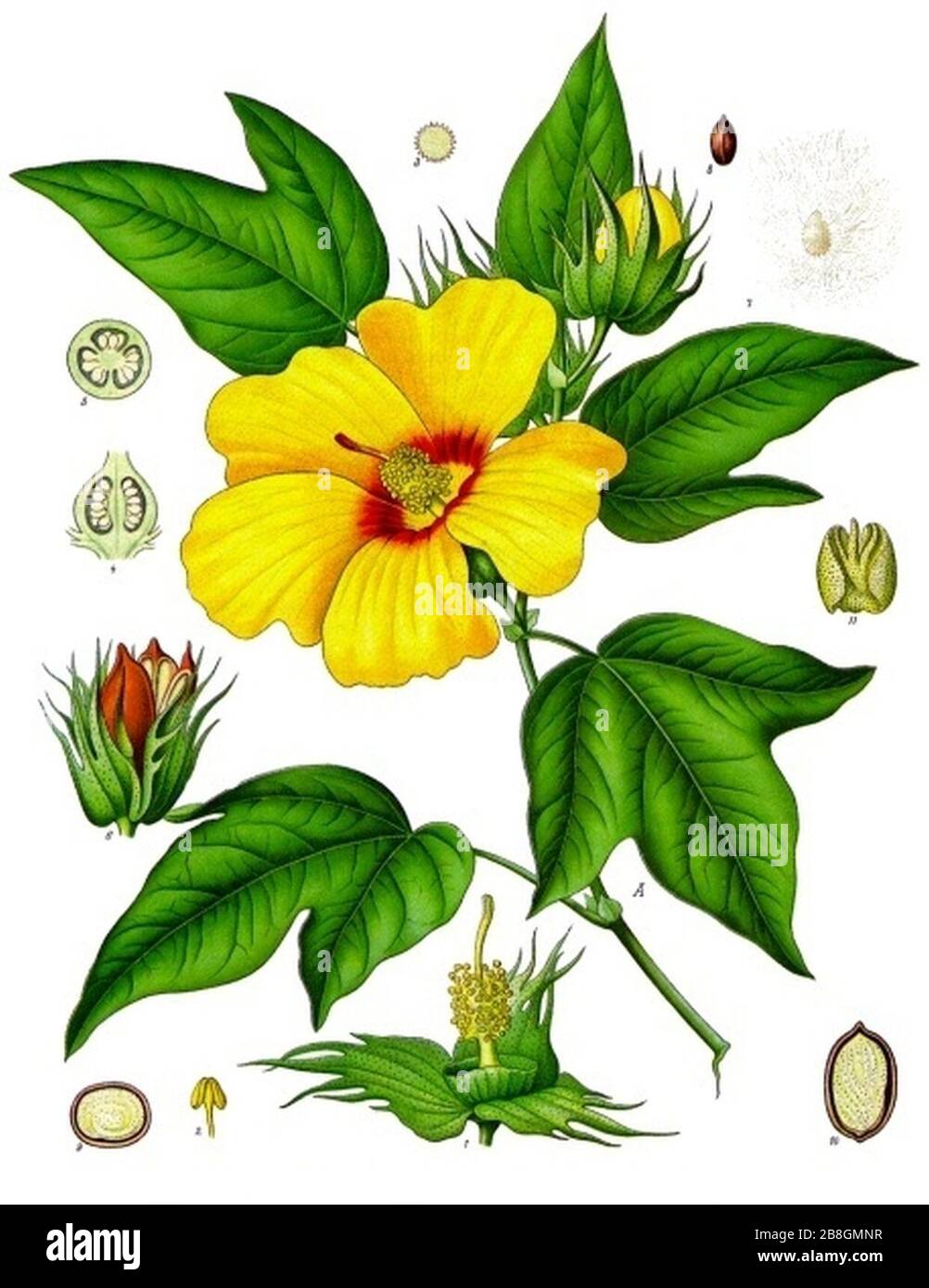 Gossypium barbadense - Köhler–s Medizinal-Pflanzen-068. Stock Photo