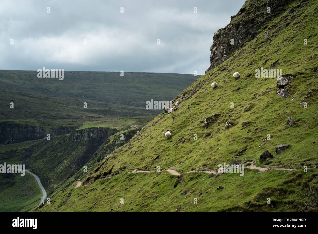 Sheep On The Sloping Hillside On The Quiraing Landslide Hiking Trail ...