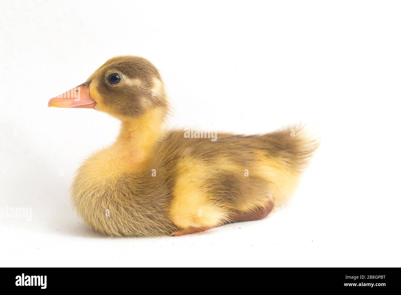 Cute Duckling ( indian runner duck) isolated on a white background