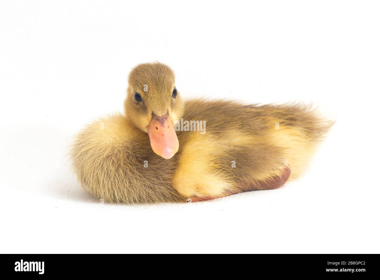 Cute Duckling ( indian runner duck) isolated on a white background Stock Photo