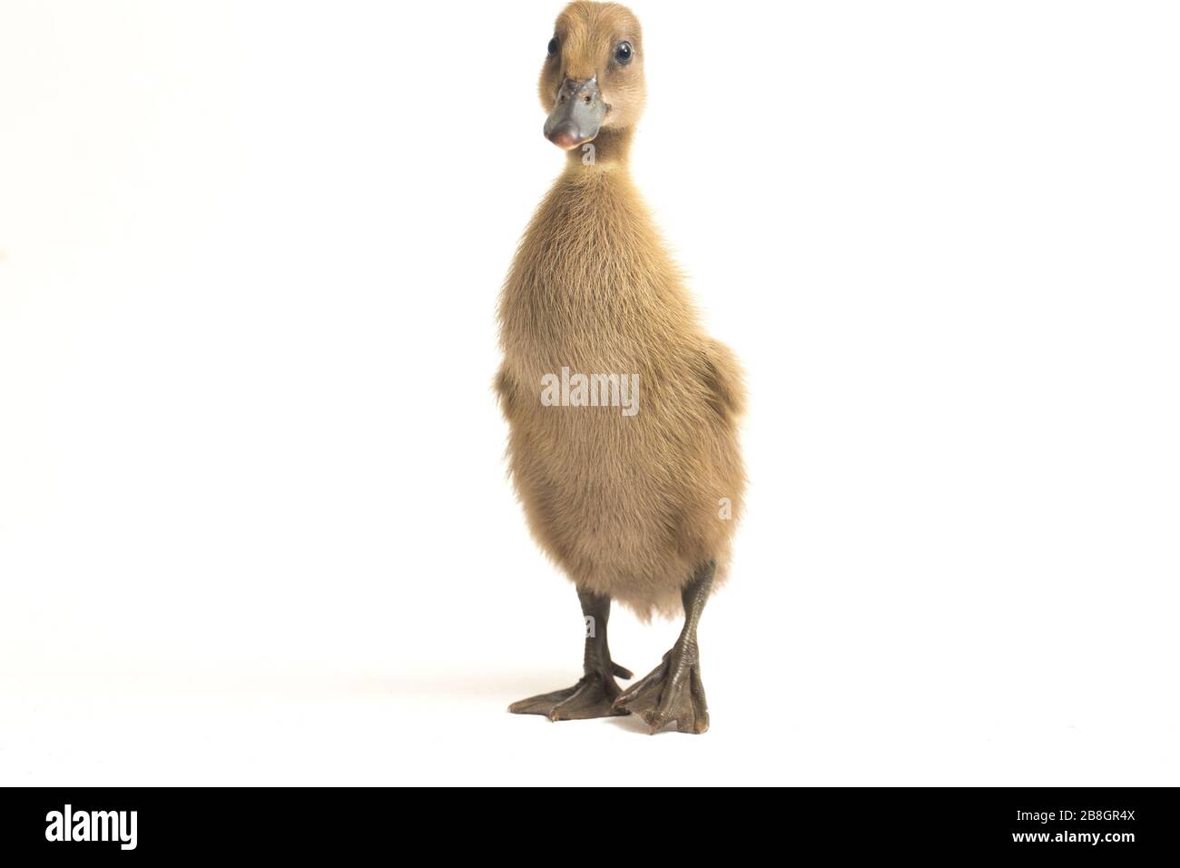 Cute Duckling ( indian runner duck) isolated on a white background Stock Photo