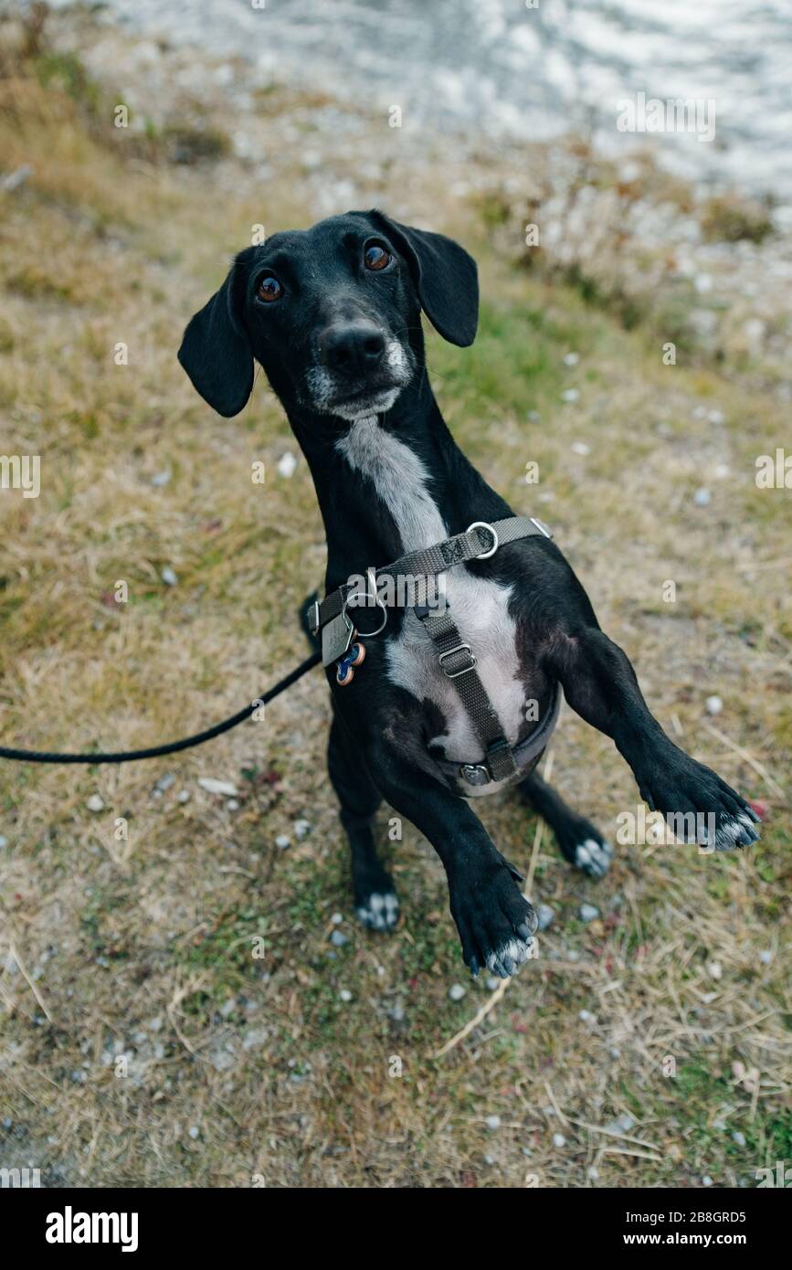 portrait Miniature wire-haired dachshund stands on a gray stones Stock Photo