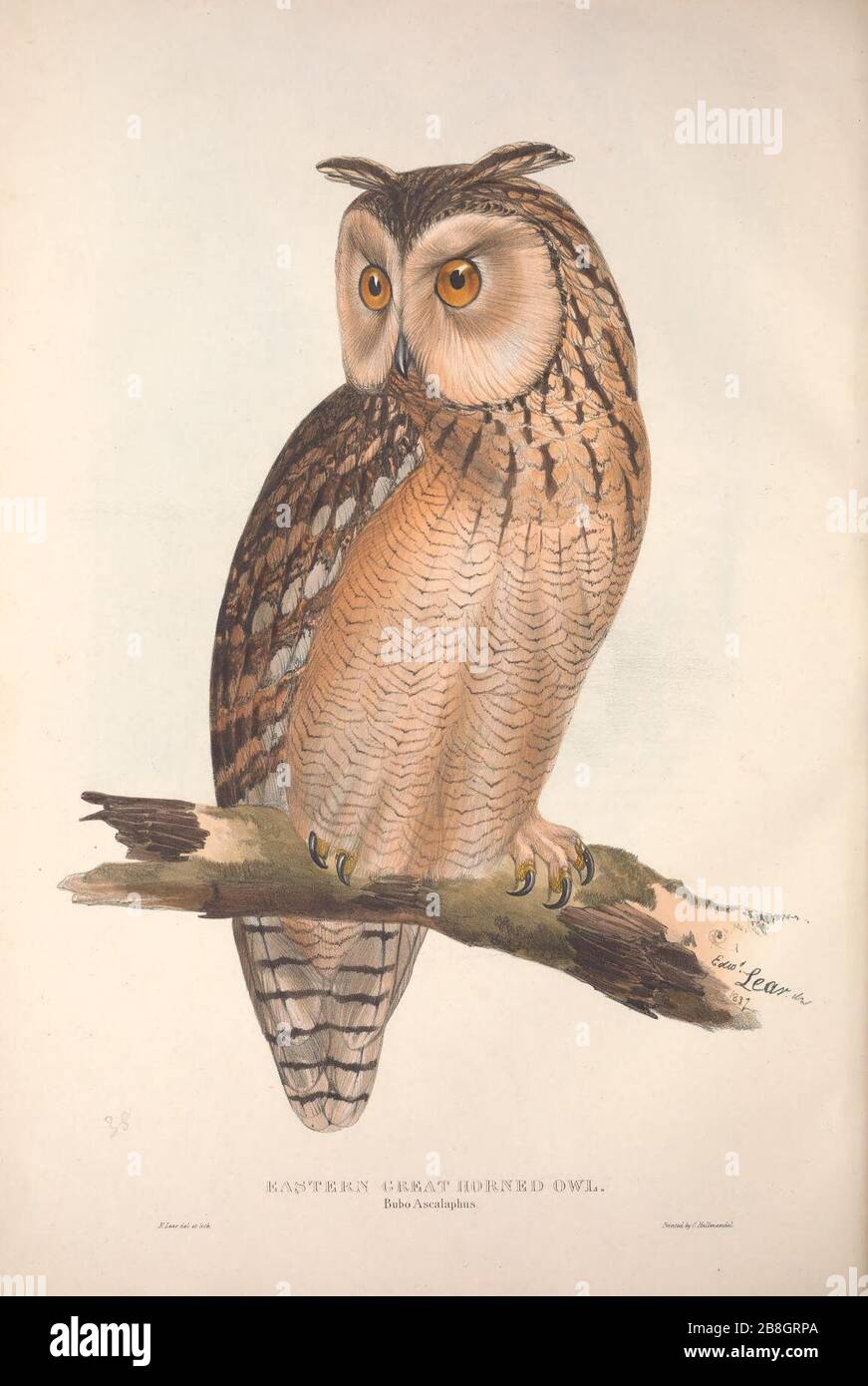 GouldBirdsEuropeIEastern Great Horned Owl Stock Photo - Alamy