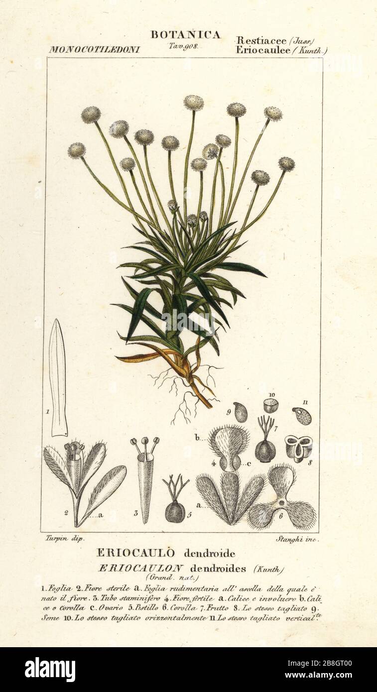 Pipewort, Paepalanthus dendroides, Eriocaulon dendroides. Handcoloured copperplate stipple engraving from Antoine Laurent de Jussieu's Dizionario delle Scienze Naturali, Dictionary of Natural Science, Florence, Italy, 1837. Illustration engraved by Stanghi, drawn and directed by Pierre Jean-Francois Turpin, and published by Batelli e Figli. Turpin (1775-1840) is considered one of the greatest French botanical illustrators of the 19th century. Stock Photo