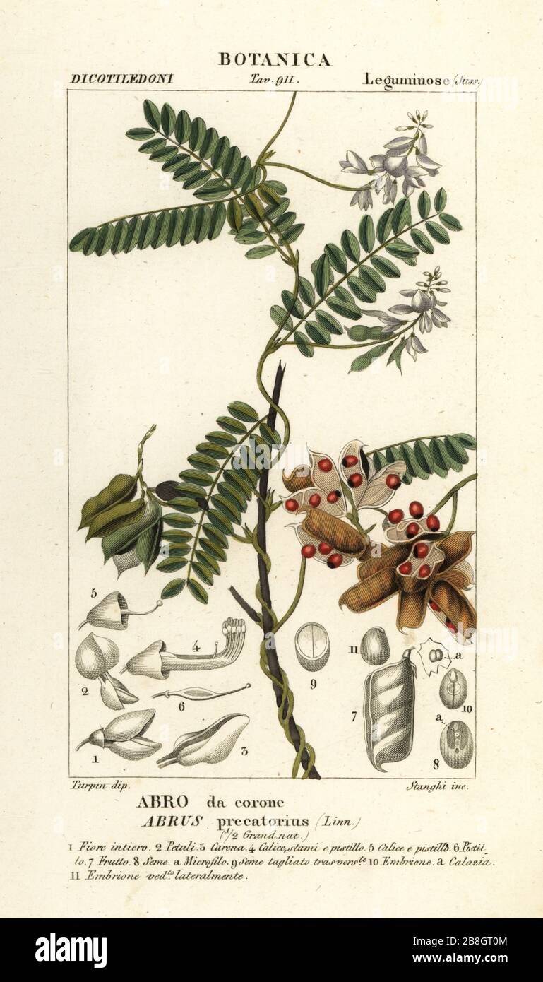Jequirity bean or rosary pea, Abrus precatorius, Abro da corone. Handcoloured copperplate stipple engraving from Antoine Laurent de Jussieu's Dizionario delle Scienze Naturali, Dictionary of Natural Science, Florence, Italy, 1837. Illustration engraved by Stanghi, drawn and directed by Pierre Jean-Francois Turpin, and published by Batelli e Figli. Turpin (1775-1840) is considered one of the greatest French botanical illustrators of the 19th century. Stock Photo