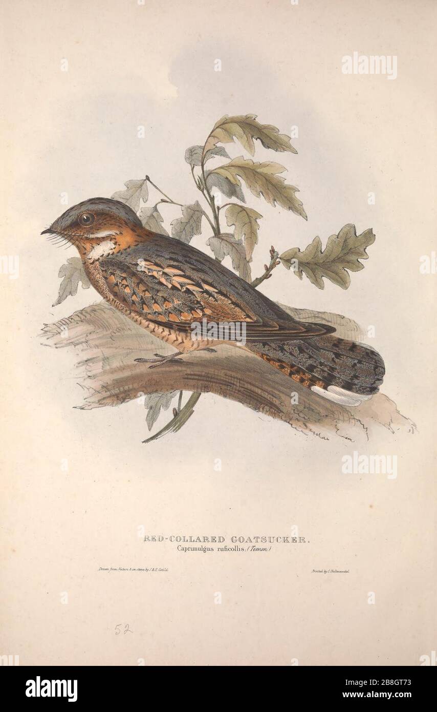 Goatsucker hi-res stock photography and images - Alamy