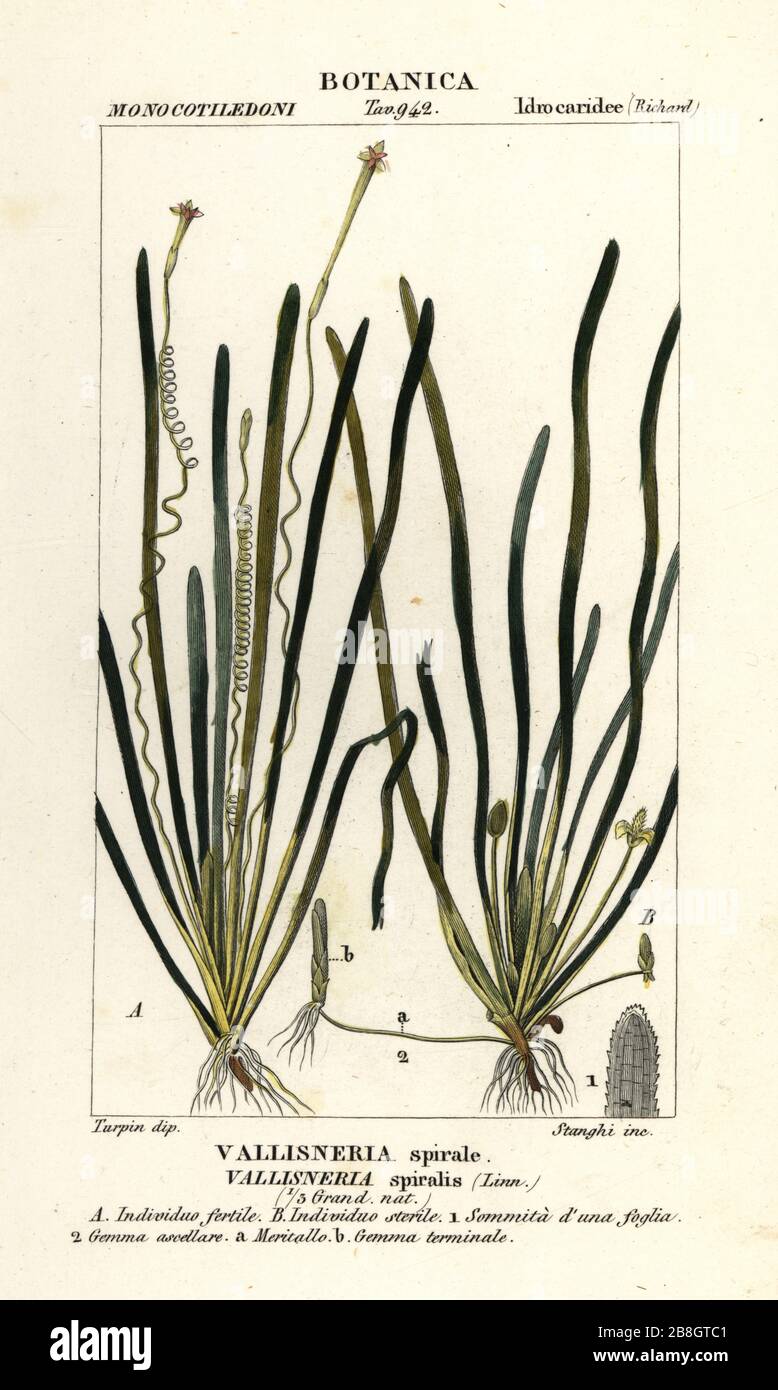 Tape grass or eel grass, Vallisneria spiralis, Vallisneria spirale. Handcoloured copperplate stipple engraving from Antoine Laurent de Jussieu's Dizionario delle Scienze Naturali, Dictionary of Natural Science, Florence, Italy, 1837. Illustration engraved by Stanghi, drawn and directed by Pierre Jean-Francois Turpin, and published by Batelli e Figli. Turpin (1775-1840) is considered one of the greatest French botanical illustrators of the 19th century. Stock Photo