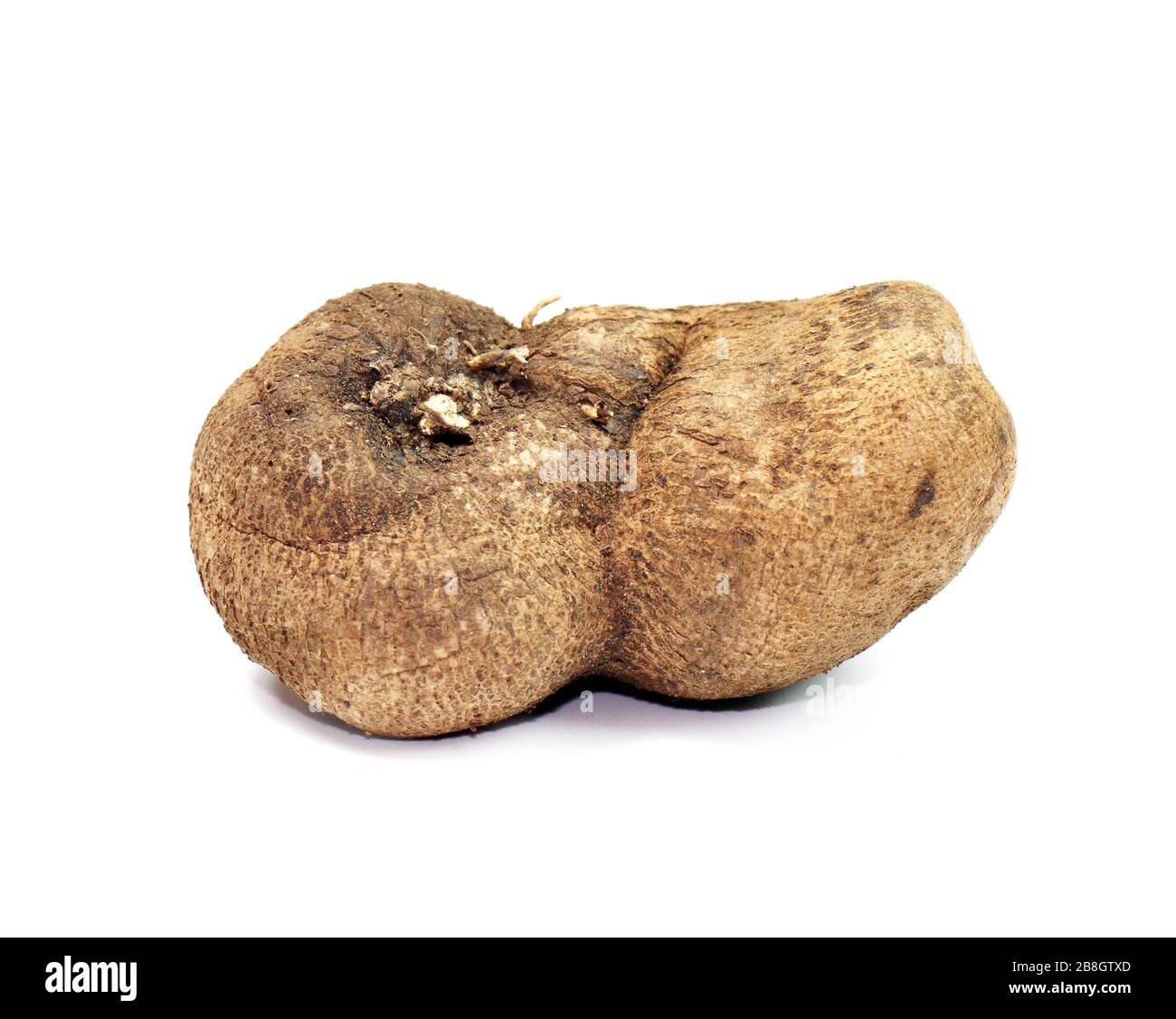 Tugi Root Dioscorea, Mun-Neb (Thai word), Fresh Dioscorea tuck, Dioscorea slats ...