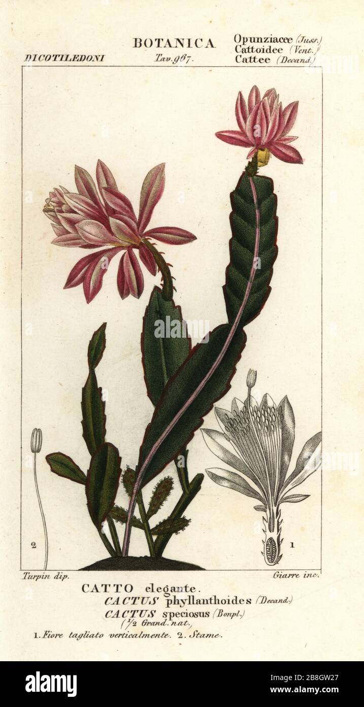 German empress cactus, Disocactus phyllanthoides. Cactus phyllanthoides, Cactus speciosus, Catto elegante. Handcoloured copperplate stipple engraving from Antoine Laurent de Jussieu's Dizionario delle Scienze Naturali, Dictionary of Natural Science, Florence, Italy, 1837. Illustration engraved by Giarre, drawn and directed by Pierre Jean-Francois Turpin, and published by Batelli e Figli. Turpin (1775-1840) is considered one of the greatest French botanical illustrators of the 19th century. Stock Photo