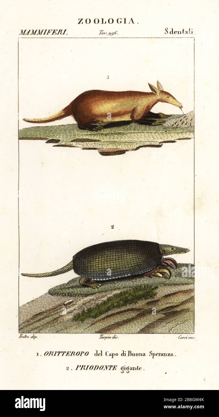 Aardvark, Orycteropus afer 1, and giant armadillo, Priodontes maximus 2. Oritteropo del Capo di Buona Speranza, Priodonte gigante. Handcoloured copperplate stipple engraving from Antoine Laurent de Jussieu's Dizionario delle Scienze Naturali, Dictionary of Natural Science, Florence, Italy, 1837. Illustration engraved by Corsi, drawn by Jean Gabriel Pretre and directed by Pierre Jean-Francois Turpin, and published by Batelli e Figli. Turpin (1775-1840) is considered one of the greatest French botanical illustrators of the 19th century. Stock Photo