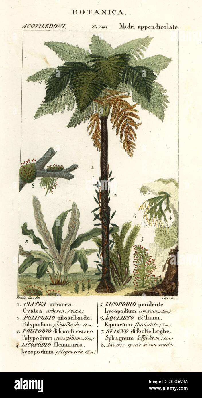 West Indian treefern, Cyathea arborea, vine fern, Microgramma piloselloides 2, graceful fern, Niphidium crassifolium 3, coarse tassel fern, Huperzia phlegmaria 4, staghorn clubmoss, Lycopodiella cernua 5, water horsetail. Equisetum fluviatile, 6,  Sphagnum latifolium 7. Handcoloured copperplate stipple engraving from Antoine Laurent de Jussieu's Dizionario delle Scienze Naturali, Dictionary of Natural Science, Florence, Italy, 1837. Illustration engraved by Corsi, drawn and directed by Pierre Jean-Francois Turpin, and published by Batelli e Figli. Turpin (1775-1840) is considered one of the gr Stock Photo