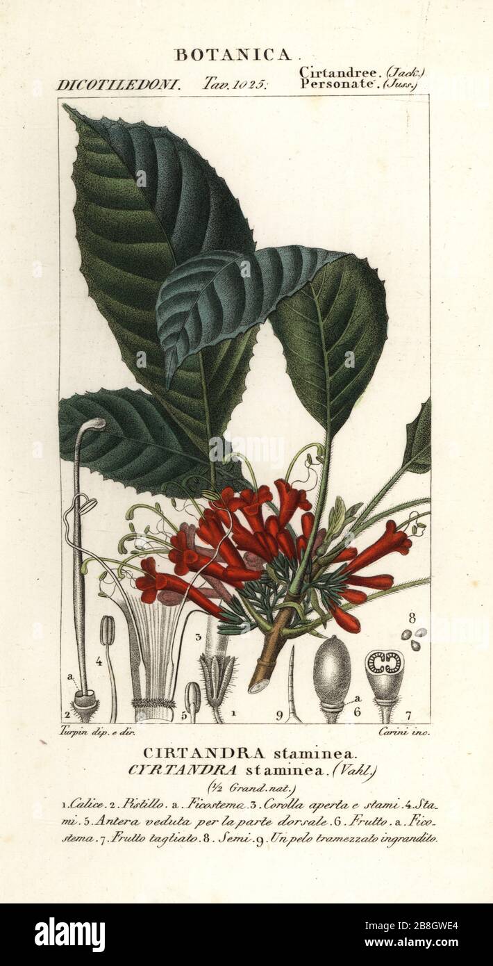 Cyrtandre plant, Cyrtandra staminea, Cirtandra staminea. Handcoloured copperplate stipple engraving from Antoine Laurent de Jussieu's Dizionario delle Scienze Naturali, Dictionary of Natural Science, Florence, Italy, 1837. Illustration engraved by Carini, drawn and directed by Pierre Jean-Francois Turpin, and published by Batelli e Figli. Turpin (1775-1840) is considered one of the greatest French botanical illustrators of the 19th century. Stock Photo