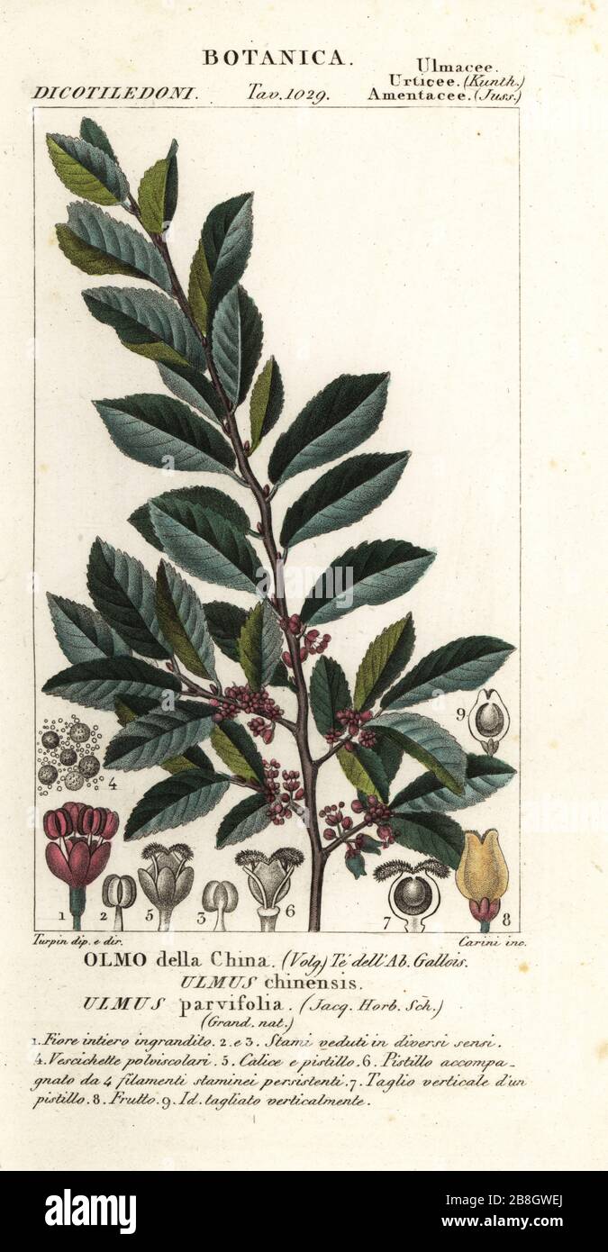 Chinese elm or lacebark elm, Ulmus parvifolia, Ulmus chinensis, Olmo della China. Handcoloured copperplate stipple engraving from Antoine Laurent de Jussieu's Dizionario delle Scienze Naturali, Dictionary of Natural Science, Florence, Italy, 1837. Illustration engraved by Carini, drawn and directed by Pierre Jean-Francois Turpin, and published by Batelli e Figli. Turpin (1775-1840) is considered one of the greatest French botanical illustrators of the 19th century. Stock Photo