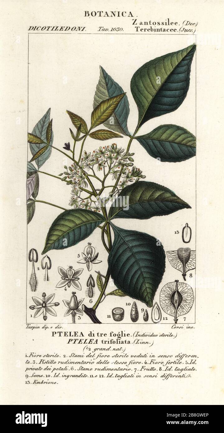 Common hoptree, Ptelea trifoliata, Ptelea di tre foglie. Handcoloured copperplate stipple engraving from Antoine Laurent de Jussieu's Dizionario delle Scienze Naturali, Dictionary of Natural Science, Florence, Italy, 1837. Illustration engraved by Corsi, drawn and directed by Pierre Jean-Francois Turpin, and published by Batelli e Figli. Turpin (1775-1840) is considered one of the greatest French botanical illustrators of the 19th century. Stock Photo