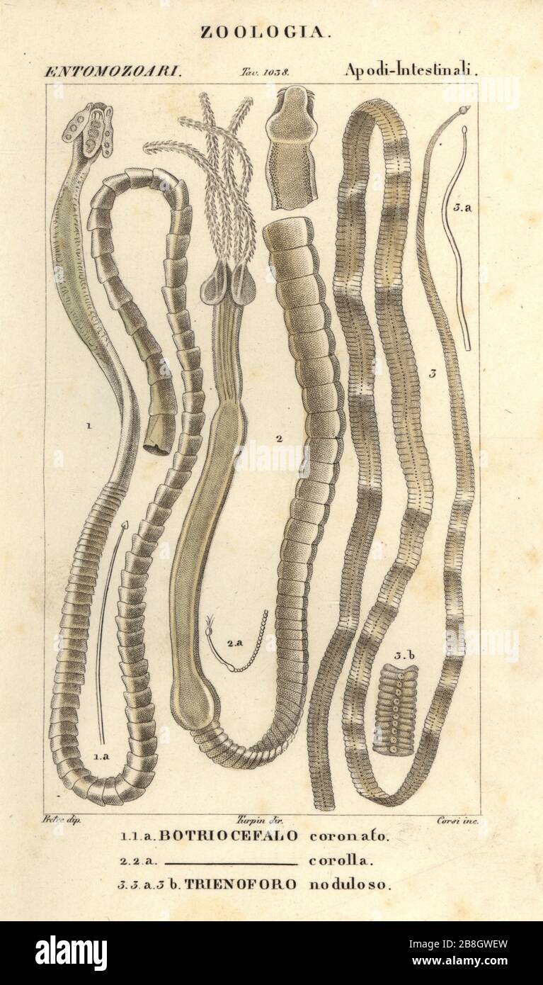 Parasitic worms and tapeworms, Bothriocephalus coronatus 1, Bothriocephalus  corolla 2, and pike tapeworm, Triaenophorus nodulosus 3. Bothriocefalo  coronato, B. corolla, Trienoforo noduloso. Handcoloured copperplate stipple  engraving from Antoine ...