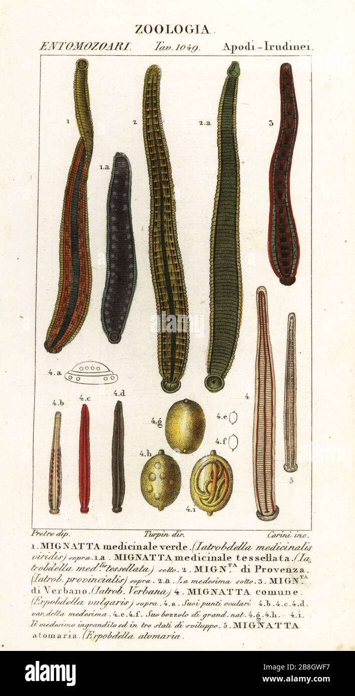 Hirudo medicinalis hires stock photography and images Alamy