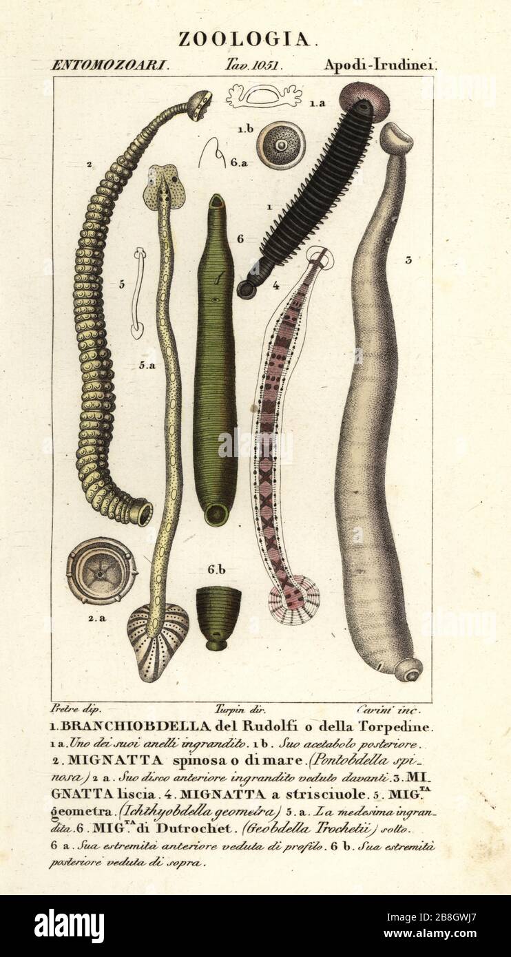 Fish leech and freshwater leeches: Branchiobdellida 1, Pontobdella