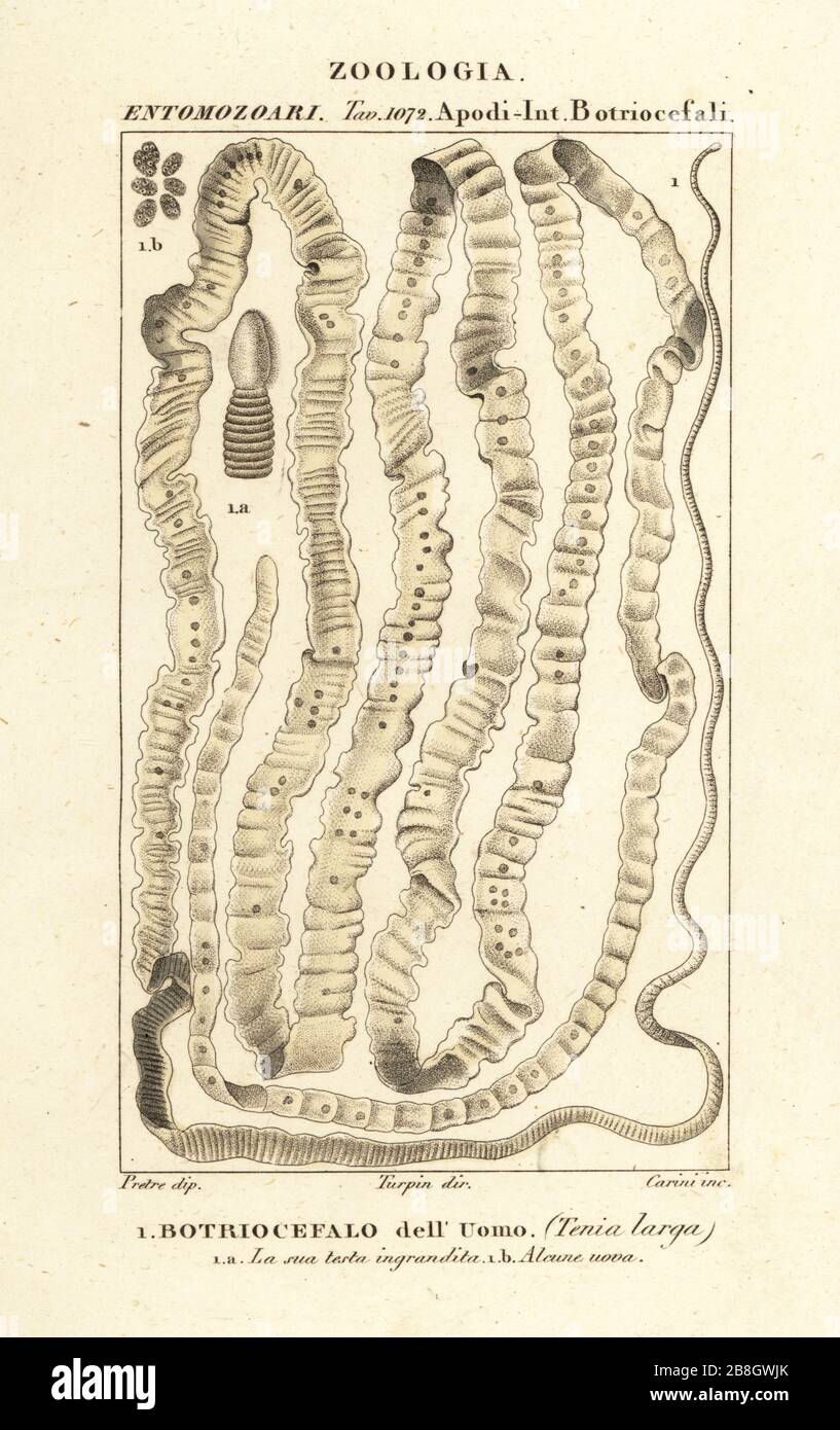 Human tapeworm, Taenia asiatica, Taenia saginata, Taenia solium.. Botriocefalo dell’Uomo, Tenia larga. Handcoloured copperplate stipple engraving from Antoine Laurent de Jussieu's Dizionario delle Scienze Naturali, Dictionary of Natural Science, Florence, Italy, 1837. Illustration engraved by Carini, drawn by Jean Gabriel Pretre and directed by Pierre Jean-Francois Turpin, and published by Batelli e Figli. Turpin (1775-1840) is considered one of the greatest French botanical illustrators of the 19th century. Stock Photo