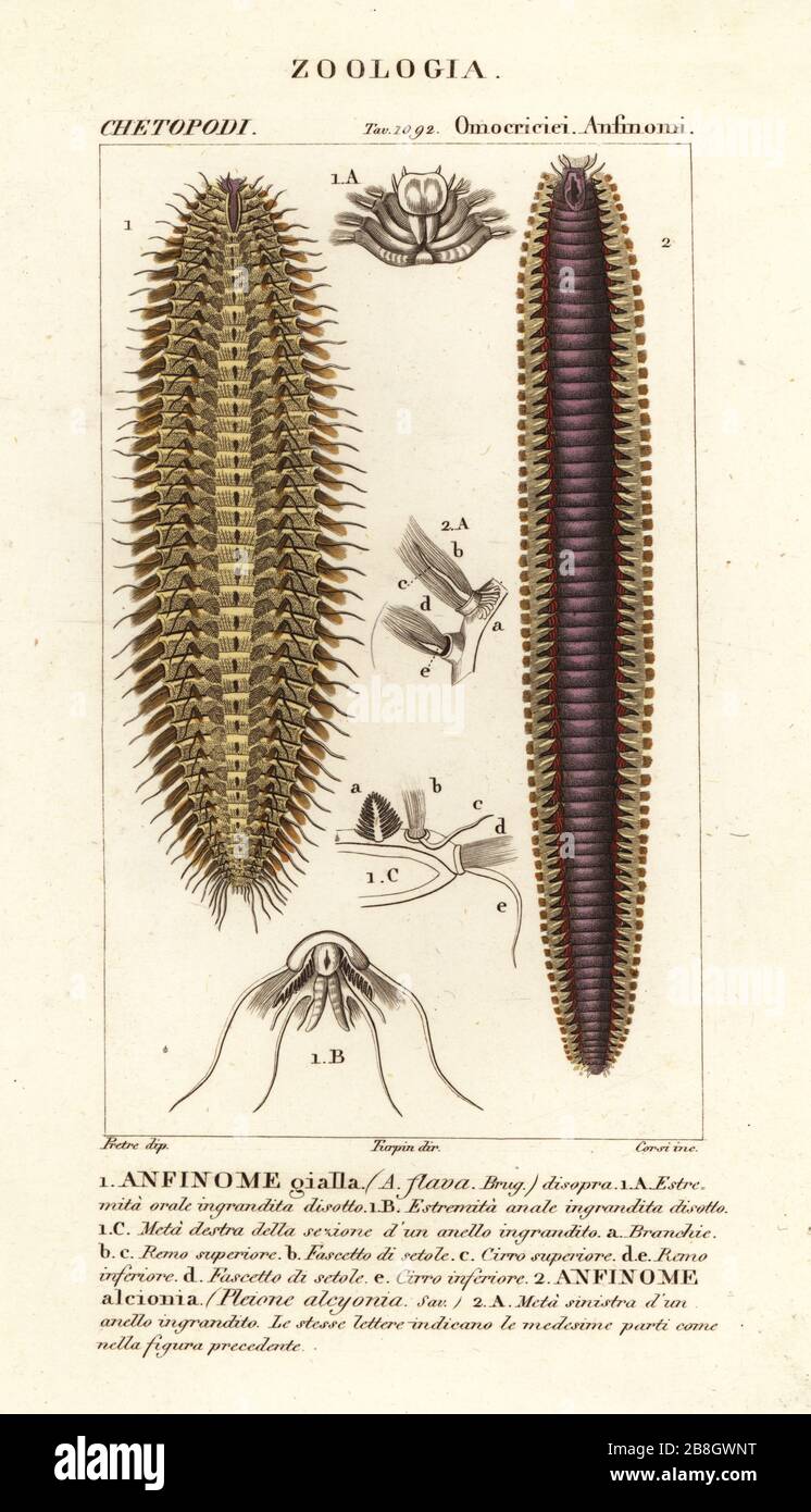 Bristle worms or sea mice. Golden fireworm, Chloeia flava 1, and Eurythoe complanata 2. Anfinome flava, Pleione alcyonea. Handcoloured copperplate stipple engraving from Antoine Laurent de Jussieu's Dizionario delle Scienze Naturali, Dictionary of Natural Science, Florence, Italy, 1837. Illustration engraved by Corsi, drawn by Jean Gabriel Pretre and directed by Pierre Jean-Francois Turpin, and published by Batelli e Figli. Turpin (1775-1840) is considered one of the greatest French botanical illustrators of the 19th century. Stock Photo
