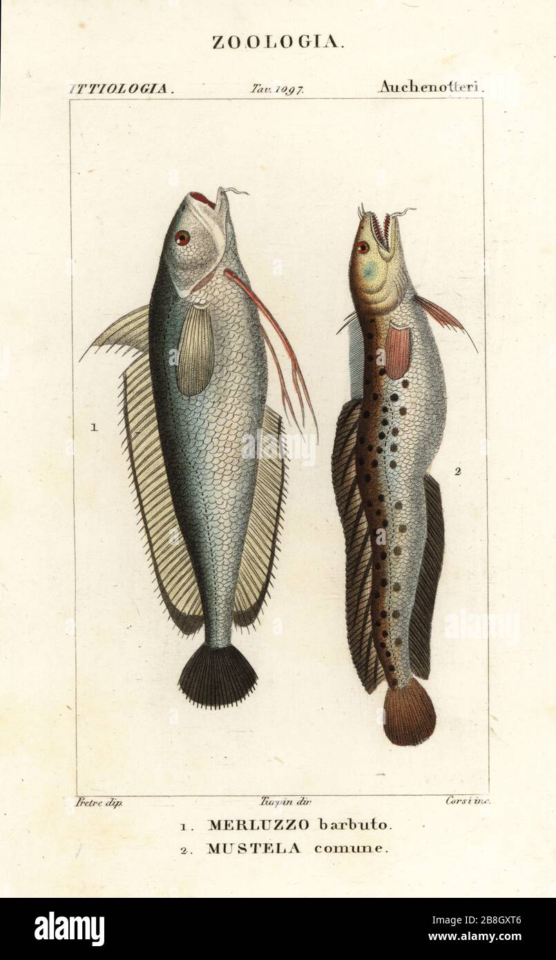 Forkbeard, Phycis phycis 1 and fivebeard rockling, Ciliata mustela.2. Mustela comune, Merluzzo barbuto. Handcoloured copperplate stipple engraving from Antoine Laurent de Jussieu's Dizionario delle Scienze Naturali, Dictionary of Natural Science, Florence, Italy, 1837. Illustration engraved by Corsi, drawn by Jean Gabriel Pretre and directed by Pierre Jean-Francois Turpin, and published by Batelli e Figli. Turpin (1775-1840) is considered one of the greatest French botanical illustrators of the 19th century. Stock Photo