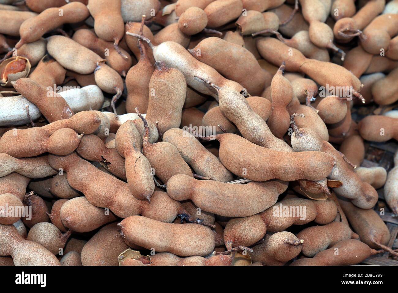 Tamarind When Ripe tamarind heap many, tamarind for background, pile of ripe tamarind ...