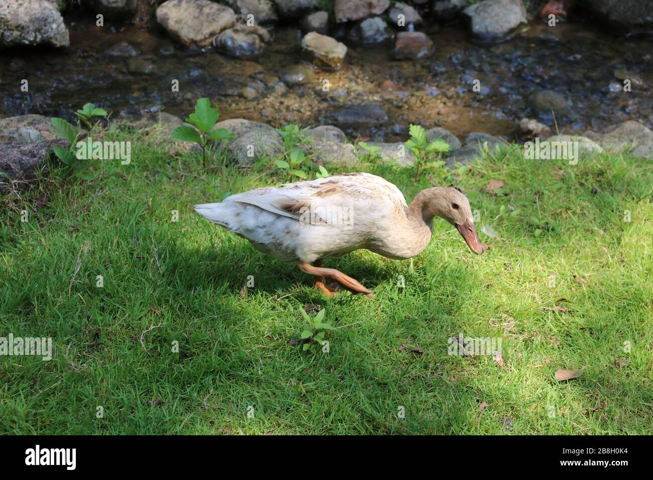 A bright duck walks on green grass on a sunny day Stock Photo
