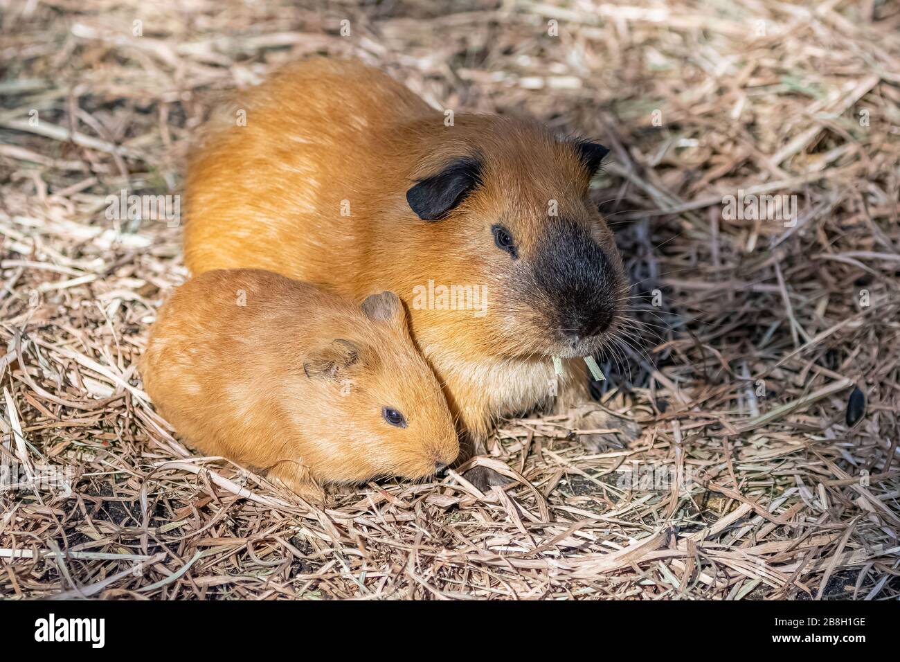 Guinea pigs, cuys, cute animals lying in the hay Stock Photo