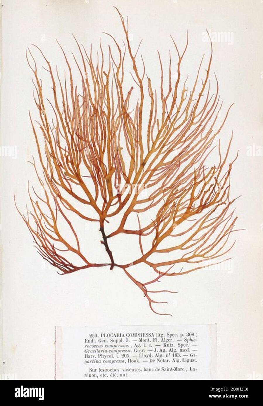 Gracilaria bursapastoris Crouan Stock Photo Alamy