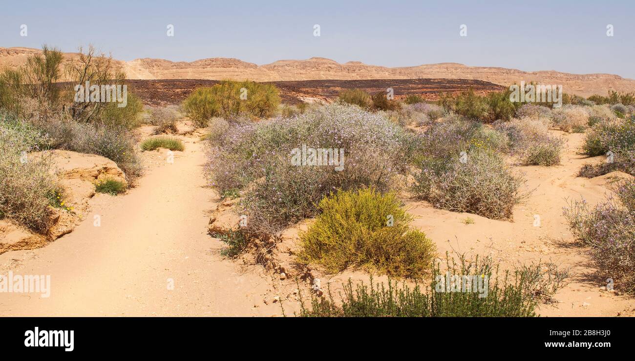 flowering bushes and an ironized sandstone hill in the makhtesh ramon crater in israel with the north rim an old pipeline road in the background Stock Photo