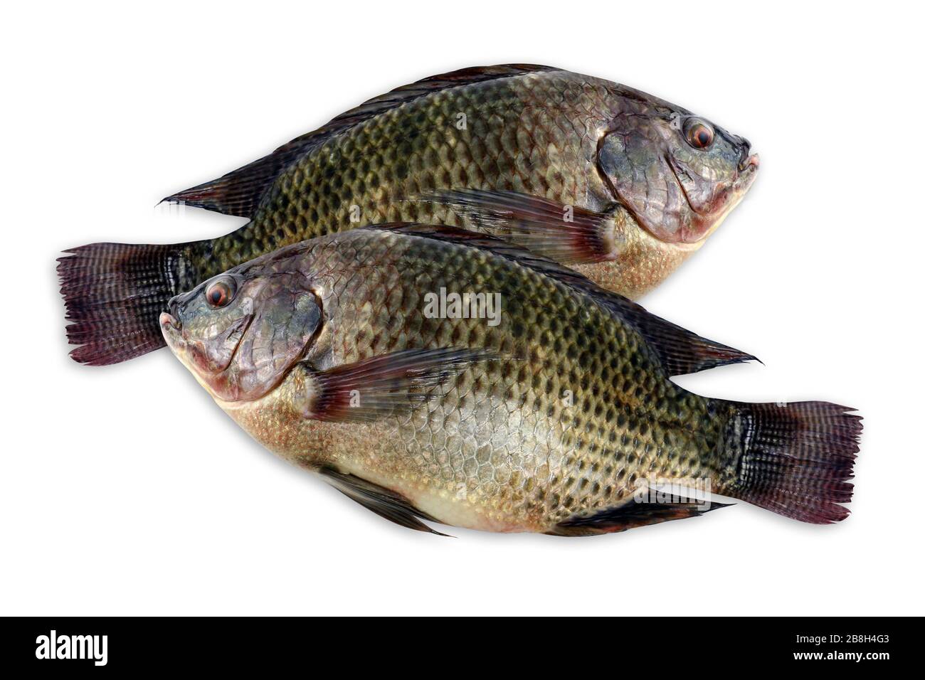 Tilapia, fresh nile tilapia fish isolated on white background Stock
