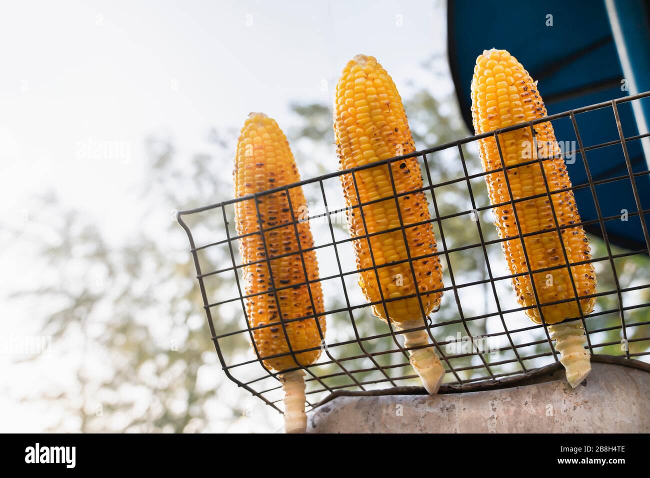 three fried ears of corn against the sky. bottom view. Stock Photo