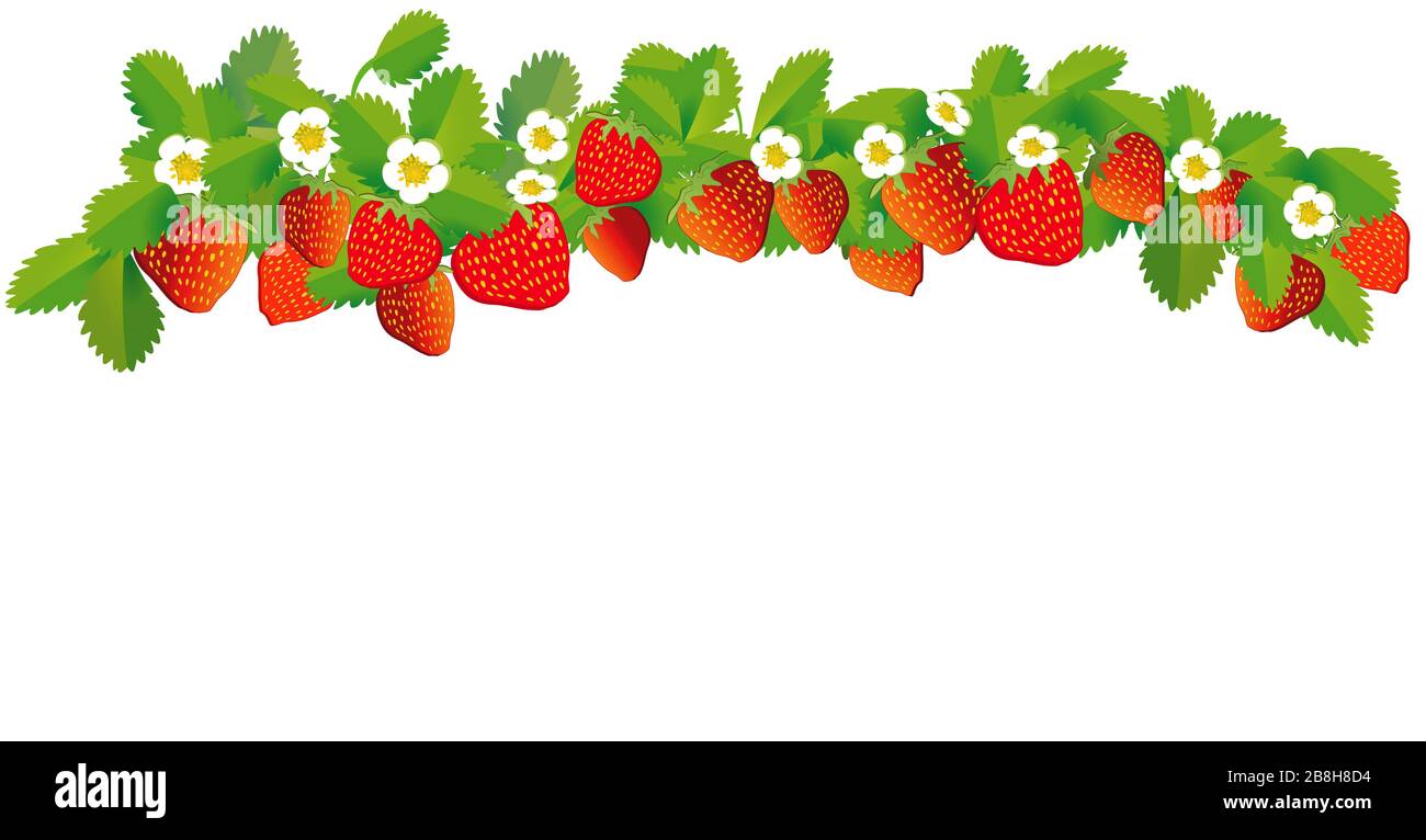 Strawberries in a row - vector illustration Stock Vector