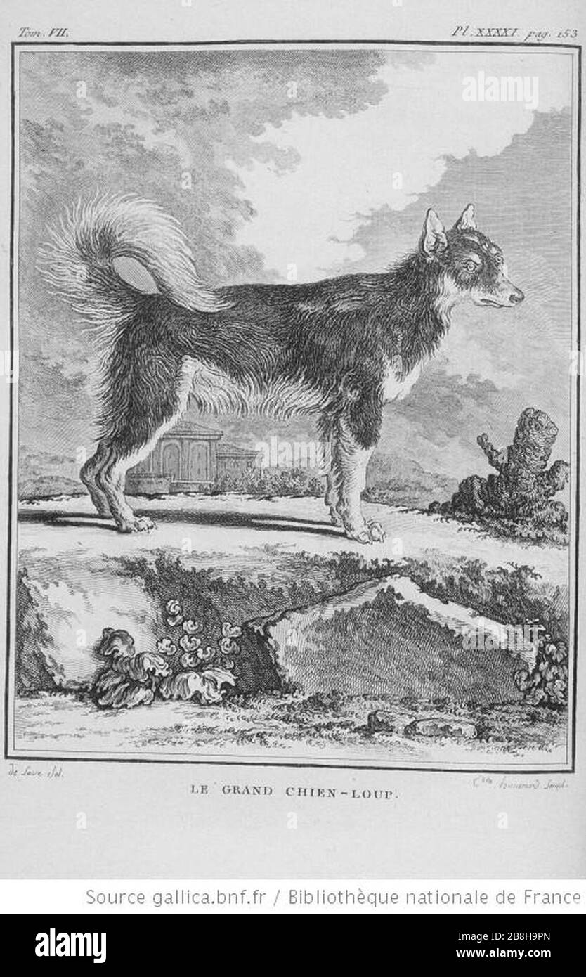 Grand Chien High Resolution Stock Photography And Images Alamy