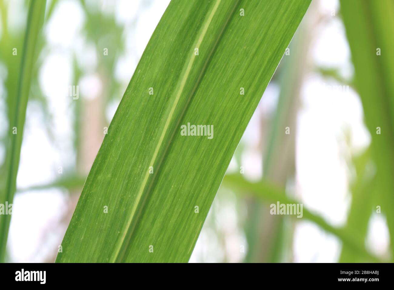 Sugar cane leaves fresh green closeup, Sugarcane tree Stock Photo Alamy