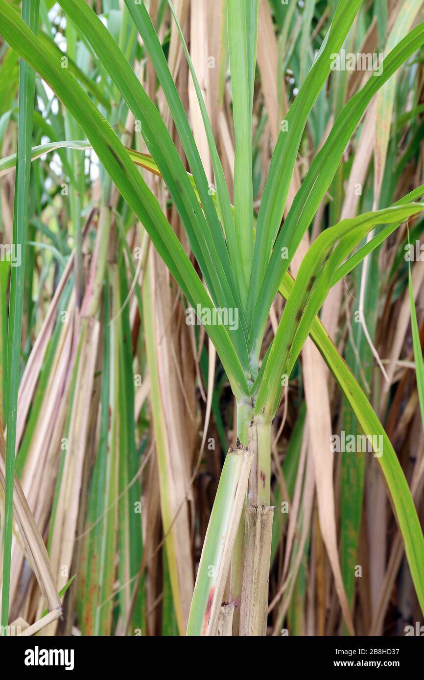 Sugarcane tree plantation, Sugarcane leaves fresh green closeup Stock
