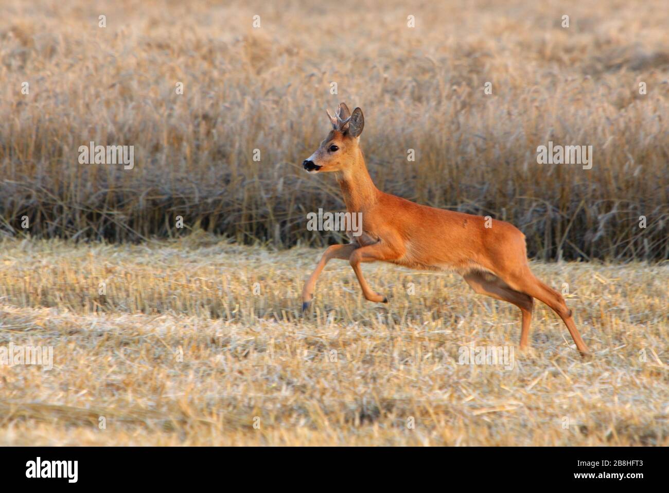 Deer jump on field Stock Photo