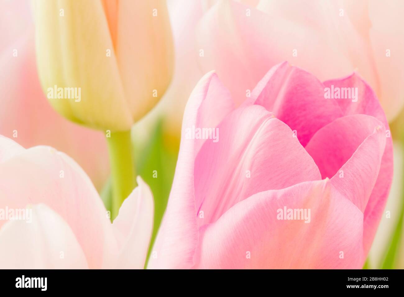 Beautiful tulip impression (Liliengewächse, Liliaceae) in romantic colors. Germany Stock Photo