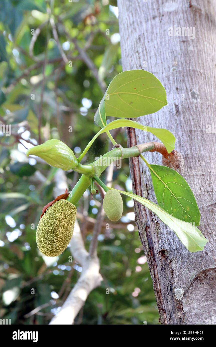 jackfruit, small jackfruit on jackfruit tree Stock Photo Alamy