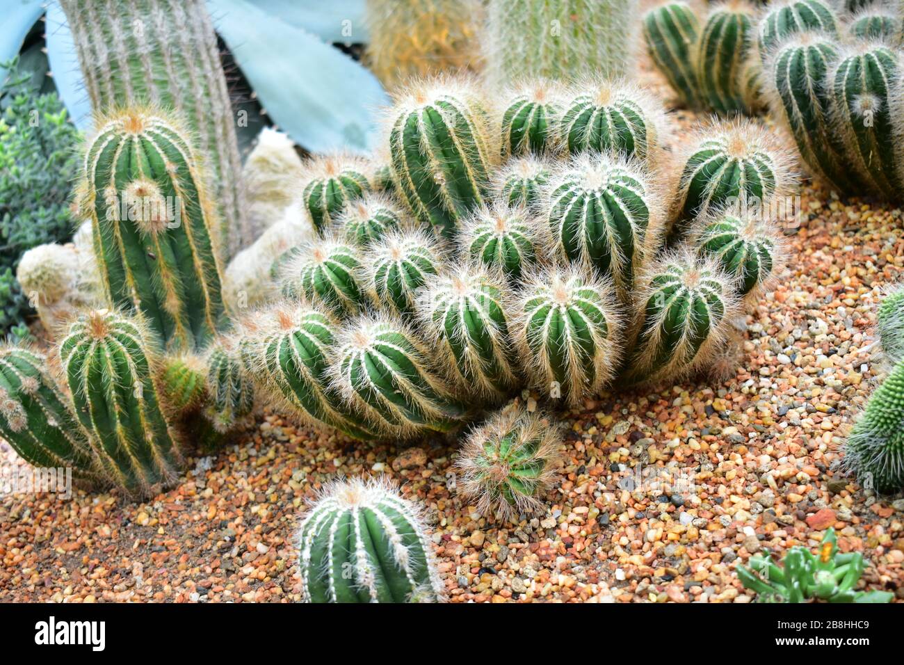 Group of cactus hi-res stock photography and images - Alamy