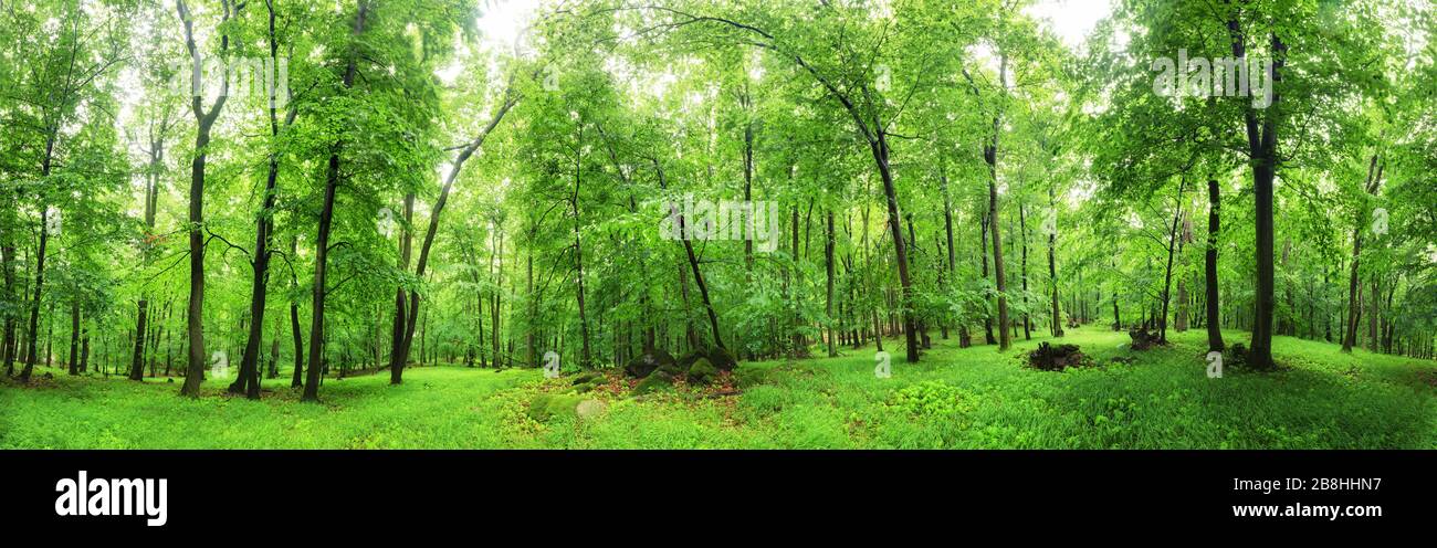 Green forest panorama at rain Stock Photo