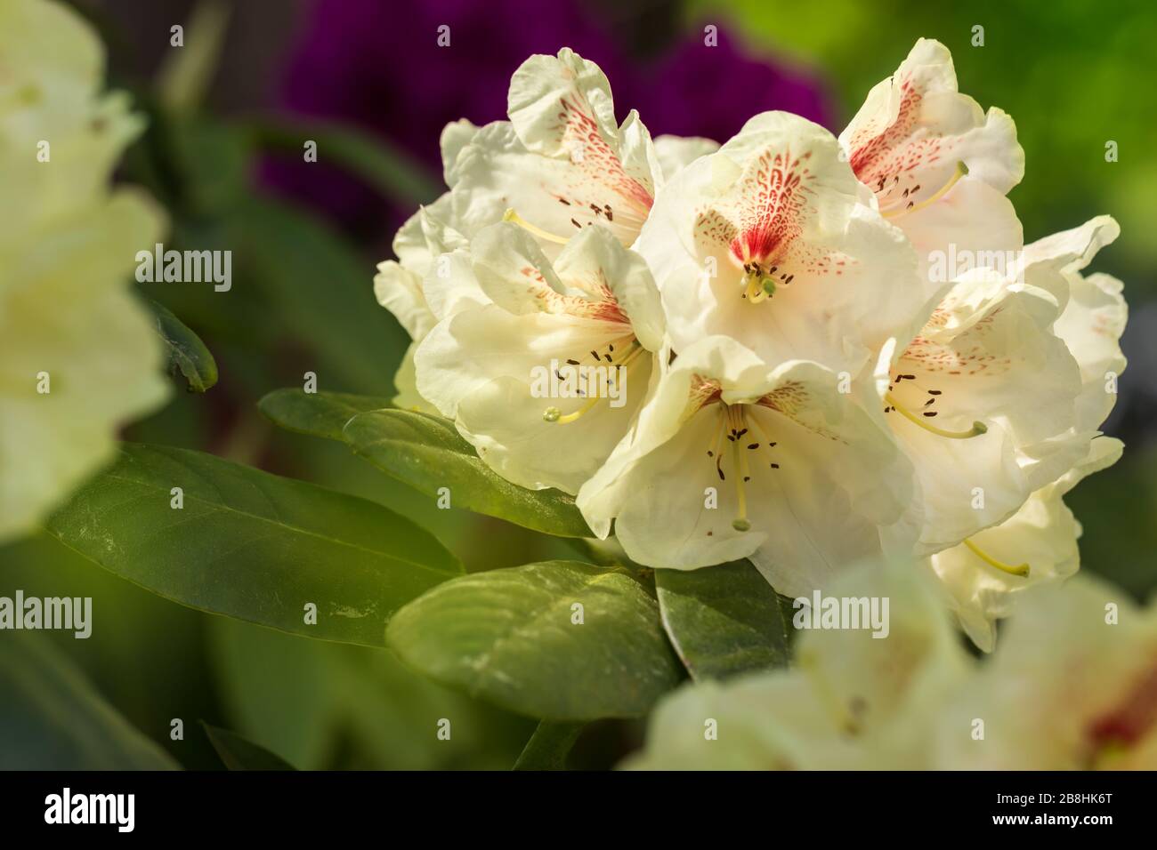 Beautiful blooming Rhododendron (Ericaceae), Germany Schöner blühender Rhododendron (Ericaceae), Deutschland Stock Photo