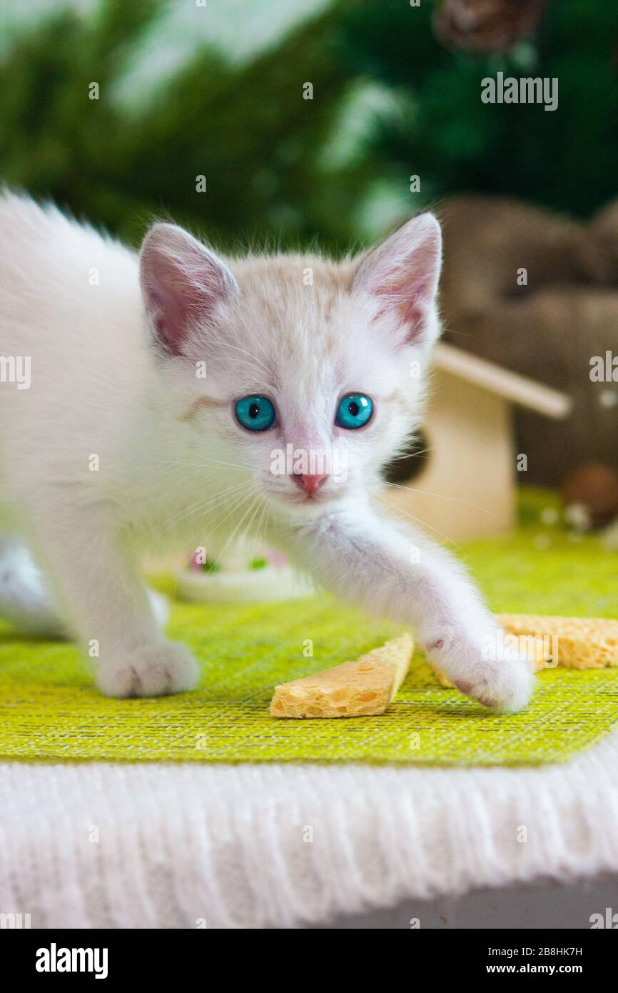 Cute snowwhite cat on a white background. Little blueeyed kitten