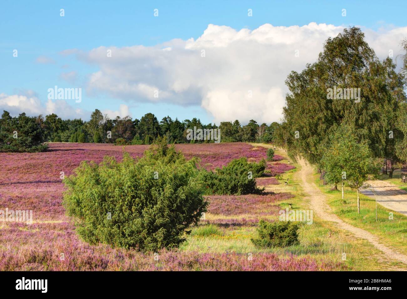 Heath blossom and trail in the nature park (nature reserve) Lüneburg Heath, Northern Germany. Heideblüte und Wanderweg im Natur Park (Naturschutzgebie Stock Photo