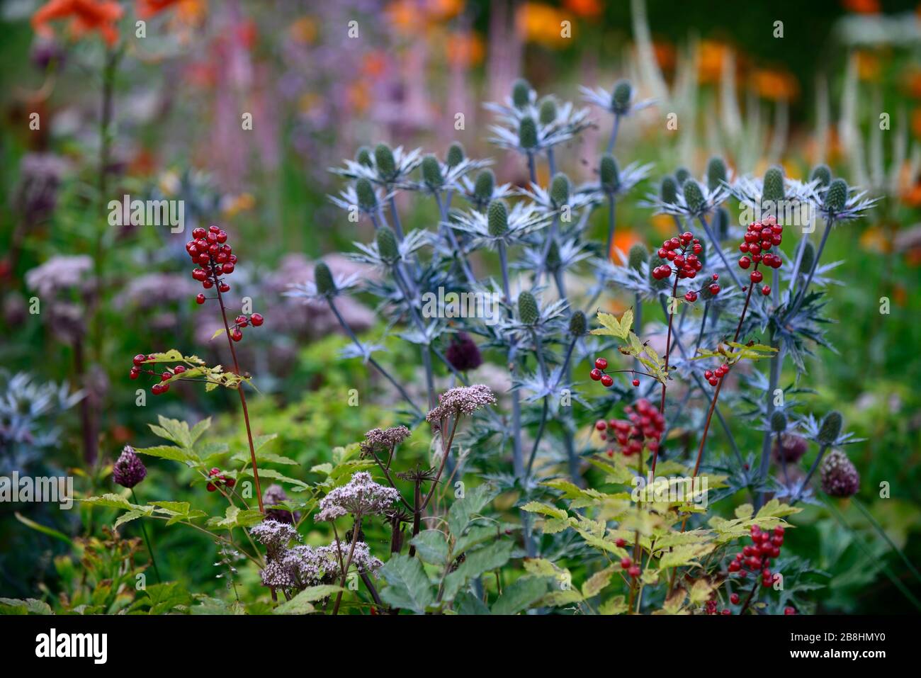 red berries,Actaea rubra,red baneberry,chinaberry,Eryngium × zabelii big blue,blue thistle,blue sea holly,flower,flowers,flowering,bract,bracts,garden Stock Photo